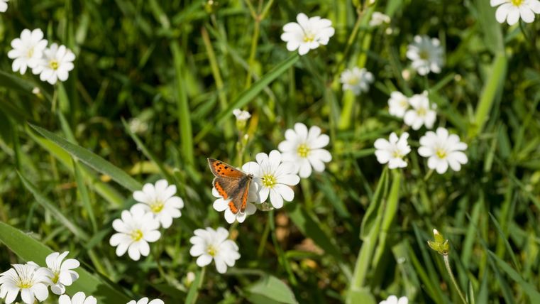 Un papillon est posé sur des fleurs blanches dans une prairie verte. La scène dégage tranquillité et connexion avec la nature.