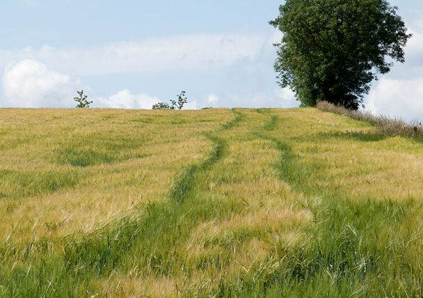 Ein Feldweg führt durch ein Getreidefeld zu einem einzelnen Baum am Horizont.