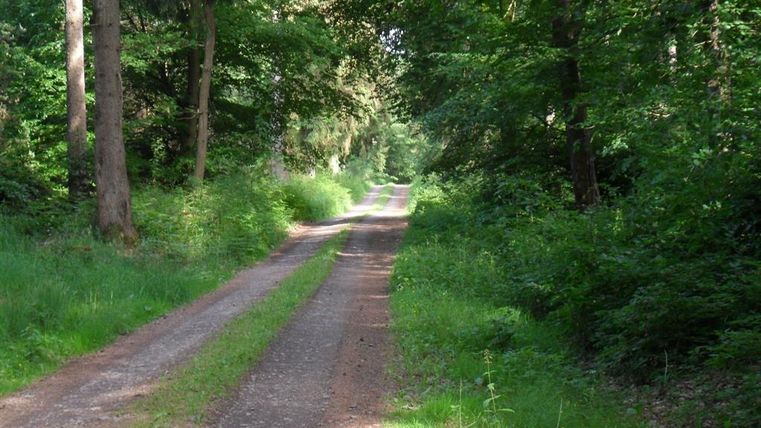 Un chemin étroit traverse une forêt verte. L'environnement est calme et entouré de grands arbres.