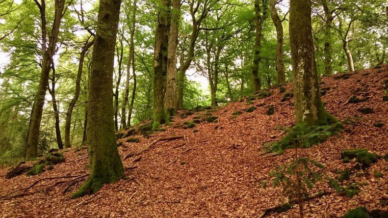 Ein Wald mit hohen Bäumen und einem Boden bedeckt mit buntem Laub. Die Atmosphäre ist ruhig und natürlich.