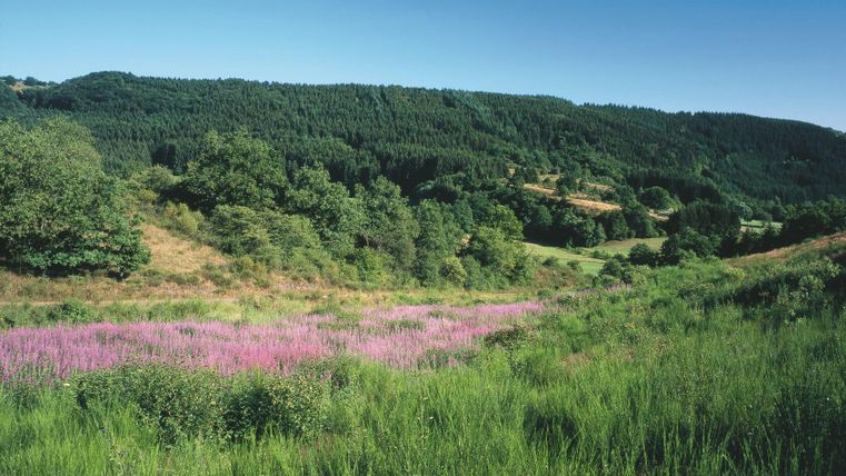 Eine grüne Landschaft mit sanften Hügeln und viel Vegetation. Im Vordergrund sind blühende Pflanzen in lila zu sehen.