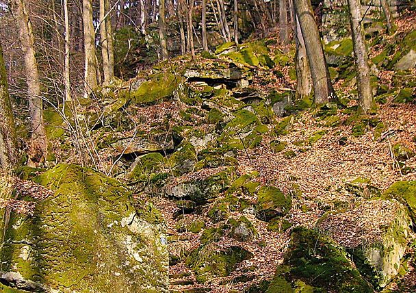 Marches en grès recouvertes de mousse dans une forêt de feuillus et d'arbres.