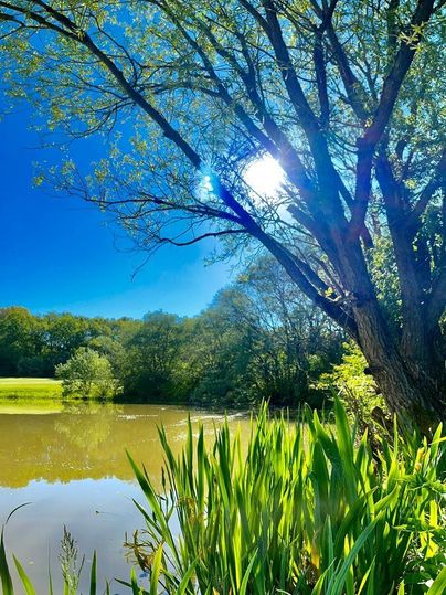 Ein ruhiger Teich umgeben von grünen Pflanzen und Bäumen. Die Sonne scheint klar am blauen Himmel.