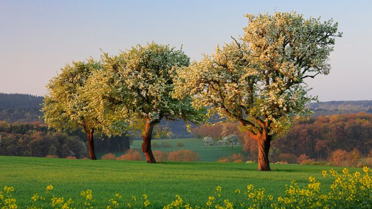 Streuobstbäume in der Blüte