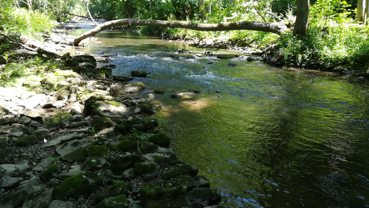 Een rustige rivier stroomt door een groene landschap. Boven het water hangt een omgevallen boom.