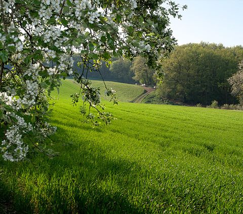 Prairie verte avec arbre en fleurs au premier plan et forêt à l'arrière-plan.