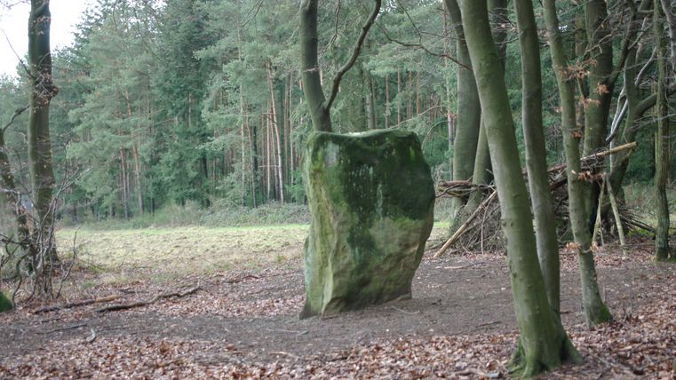 Ein großer Stein steht in einem Wald mit vielen Bäumen. Der Boden ist mit fallenem Laub bedeckt und im Hintergrund ist eine lichtungsartige Fläche zu sehen.