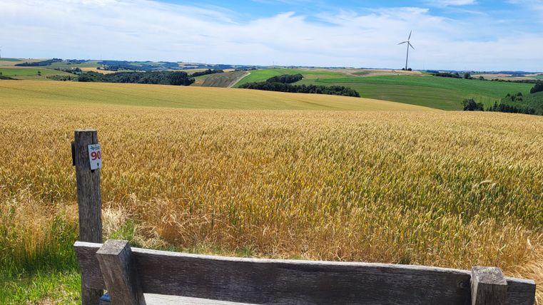 Holzbank vor einem Weizenfeld mit Windrad im Hintergrund.