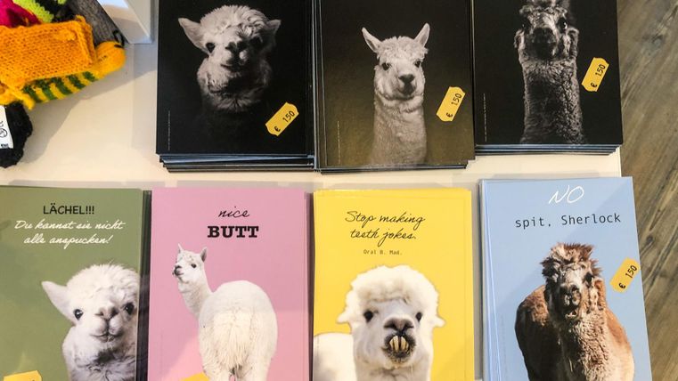 Une sélection de carnets avec des motifs d'alpaca et des phrases humoristiques. Les livres sont disponibles en différentes couleurs et portent des étiquettes de prix.