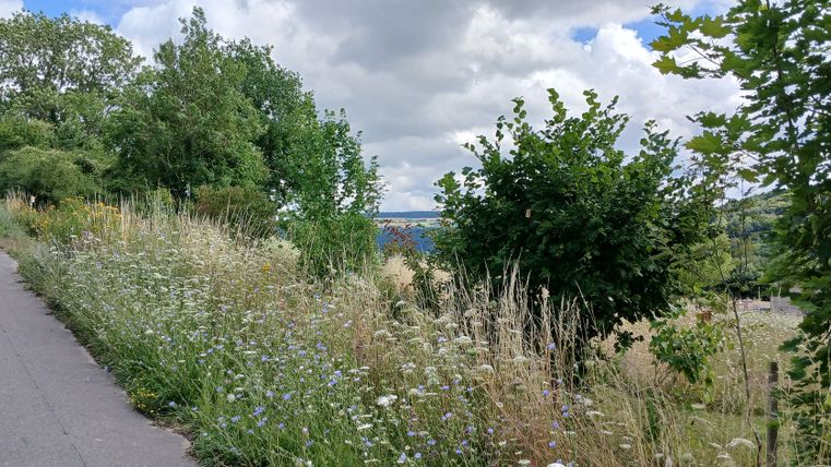 Blühstreifen am Weg