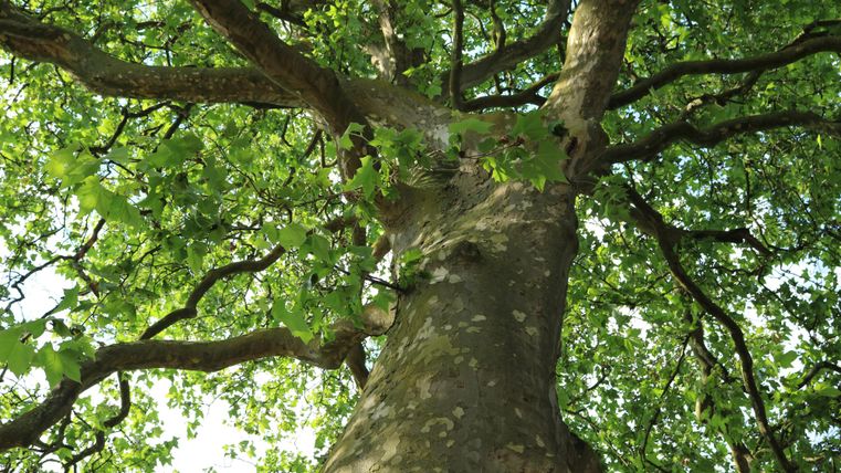 Ein großer Baum mit dichten, grünen Blättern. Die Sicht ist von unten nach oben auf den Stamm und die Äste gerichtet.
