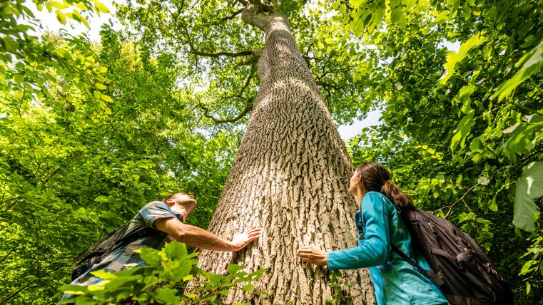 Zwei Personen betrachten einen großen Baum im Wald von unten.