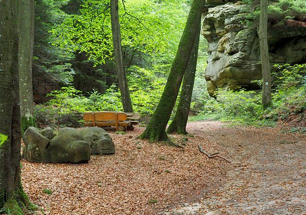 Forest path with bench and rock formation in the background.