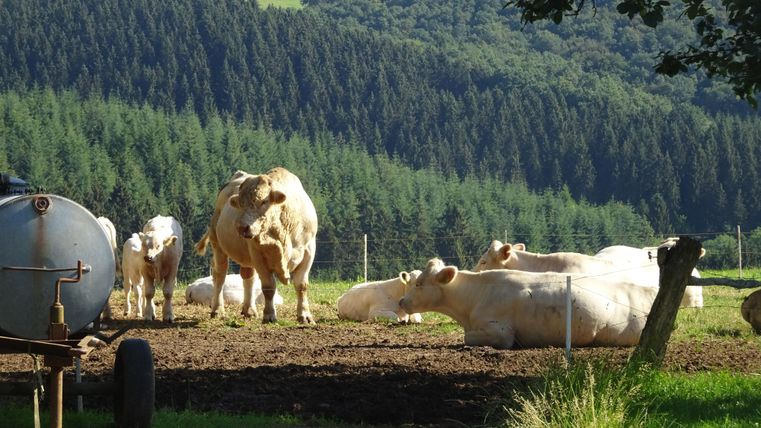 Een groep koeien staat op een wei met bomen op de achtergrond. De dieren rusten uit en genieten van de zon.