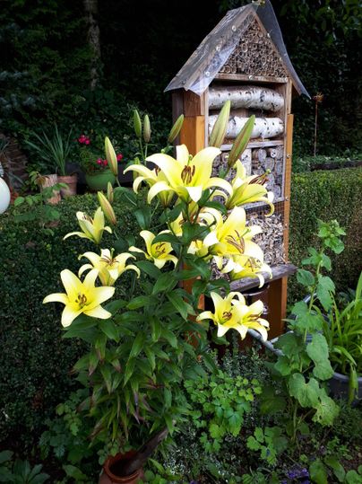 Un groupe de lys jaunes fleurit devant un hôtel à insectes. Le jardin semble vert et accueillant.