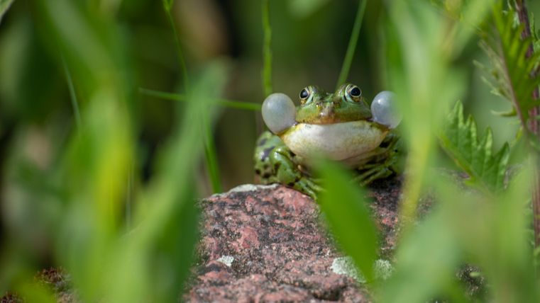 Teichfrosch mit paarigen Schallblasen.