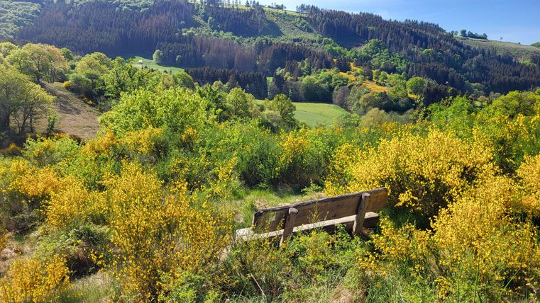 Un paysage pittoresque avec des plantes jaunes colorées et des forêts vertes. Un banc invite à rester et à profiter de la nature.
