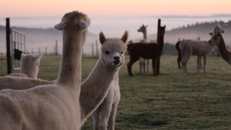 Een groep alpaca's staat op een groene weide in de vroege morgen. Op de achtergrond zijn zachte heuvels en mist zichtbaar.