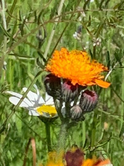 Een kleurrijke bloem met oranje en rode bloemblaadjes. Op de achtergrond zijn groene grassen en een witte bloem te zien.