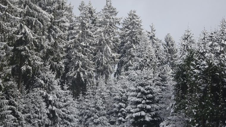 Een besneeuwde boss met hoge dennenbomen. De weg leidt door het winterse landschap.