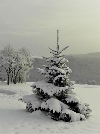 Un sapin enneigé se dresse dans un paysage hivernal. En arrière-plan, on peut voir des arbres dépouillés et des collines douces.