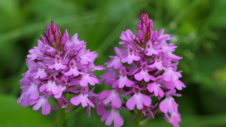 Anacamptis pyramidalis (Pyramiden-Hundswurz)