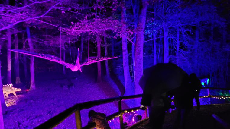 Ein dunkel erleuchteter Wald mit lila und blauen Lichtern. Im Hintergrund fliegen Lichtinstallationen von Dinosauriern durch die Bäume.