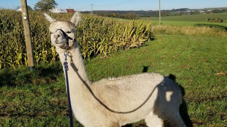 Ein Alpaka steht auf einer grünen Wiese und wird an der Leine gehalten. Im Hintergrund sind Maisfelder und eine ruhige Landschaft zu sehen.