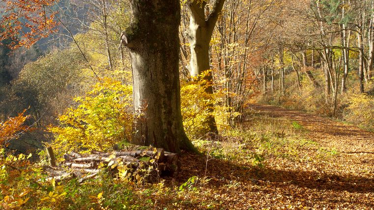 Ein herbstlicher Waldweg mit buntem Laub und Sonnenlicht.