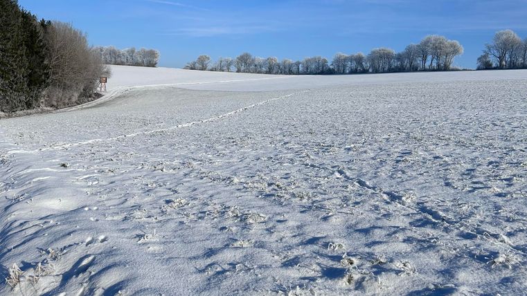 Eine verschneite Landschaft unter einem klaren blauen Himmel. Die Bäume sind mit Schnee bedeckt und schaffen eine ruhige Atmosphäre.
