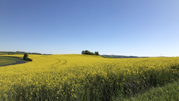 Un vaste champ de fleurs de colza jaunes éclatantes sous un ciel bleu clair. Le paysage est paisible et accueillant.