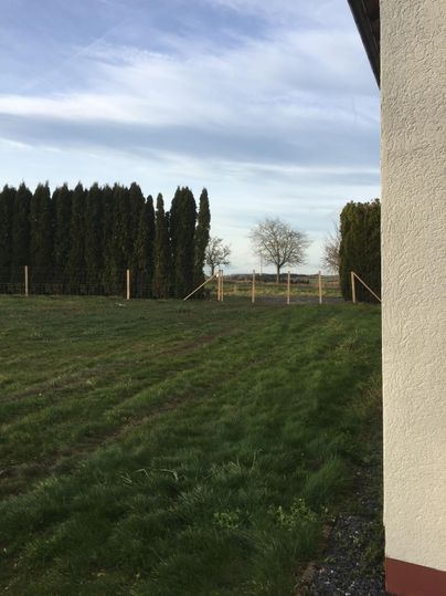 A green meadow with a fence in the background and tall trees. The sky is partially cloudy.