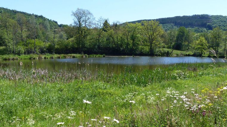 Ein ruhiger Teich umgeben von grünem Gras und Bäumen. Die Landschaft ist sonnig und friedlich.