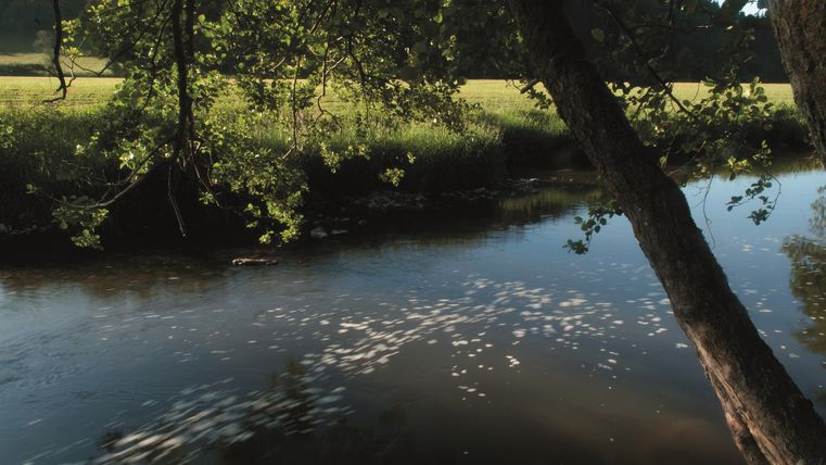 Ein ruhiger Fluss mit schimmerndem Wasser und grünen Ufern. Bäume stehen am Ufer und spenden Schatten.