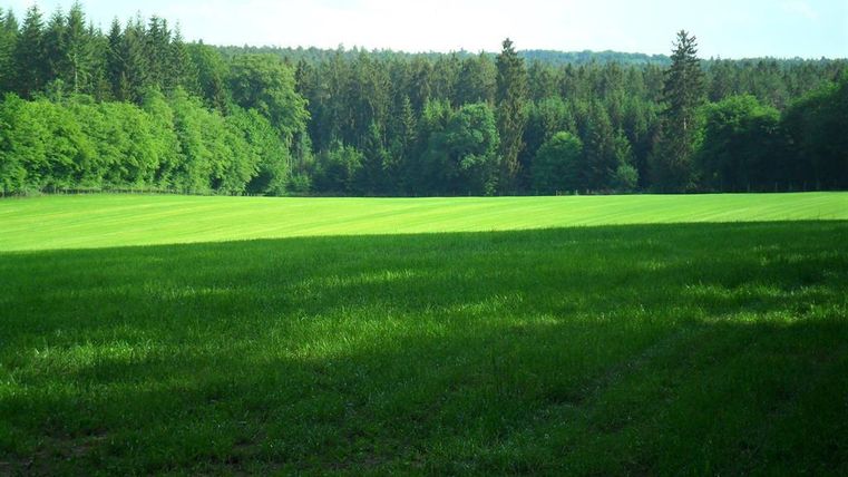 Une pelouse verte qui s'étend jusqu'au bord de la forêt. Le ciel est clair et il y a beaucoup de lumière du soleil.