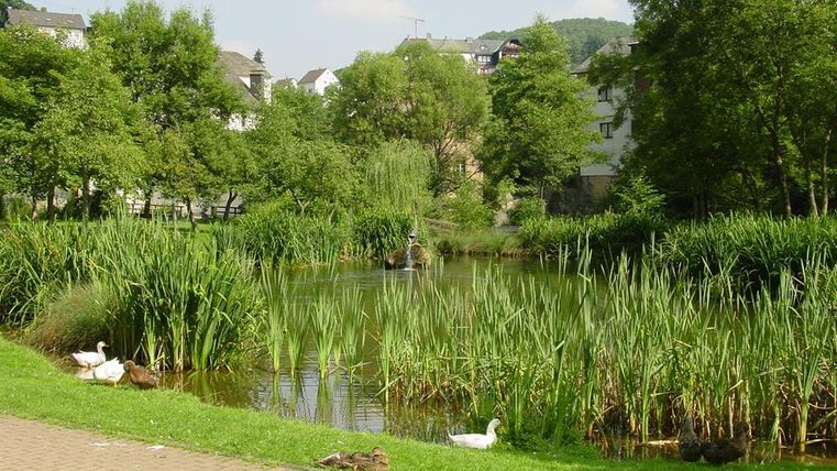 Een rustige vijver omringd door dichte grasvelden en bomen. Eenden zwemmen aan de oever en genieten van de vredige omgeving.
