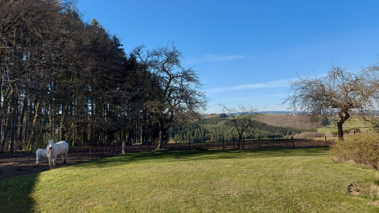 Een zonnige weide met een heldere blauwe lucht en bomen op de achtergrond. Op de voorgrond zijn twee witte paarden te zien.