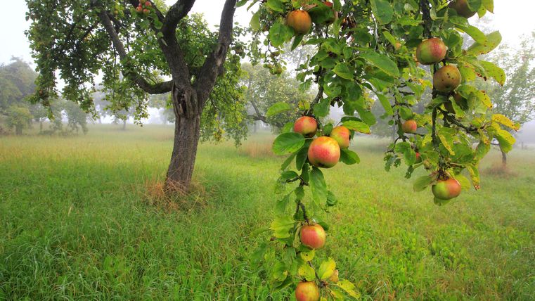 Im Bündchen bei Peffingen