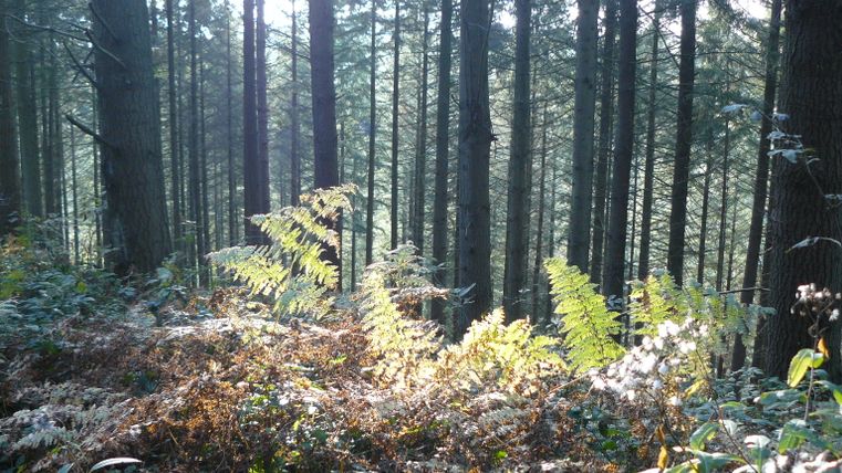 Une forêt dense avec de grands arbres et des fougères au premier plan, éclairée par la lumière du soleil.