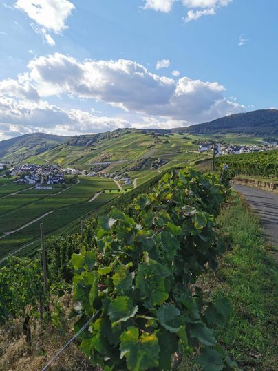 Un paysage viticole pittoresque avec des collines douces et des vignes. En arrière-plan, on aperçoit un petit village sous un ciel bleu et blanc.