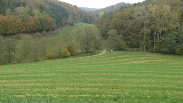 Groene weiden en beboste heuvels in een landelijk landschap.