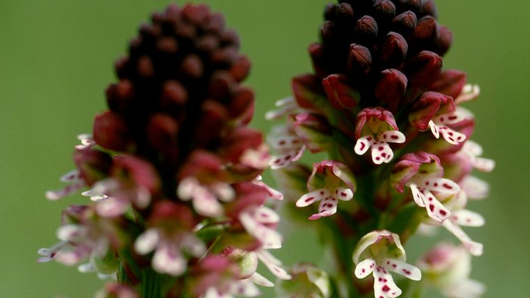 Orchis ustulata (Brand-Knabenkraut)