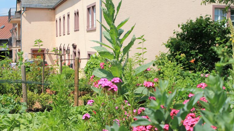 Un beau jardin avec des fleurs colorées et des plantes vertes. En arrière-plan, on voit un bâtiment lumineux avec des fenêtres.