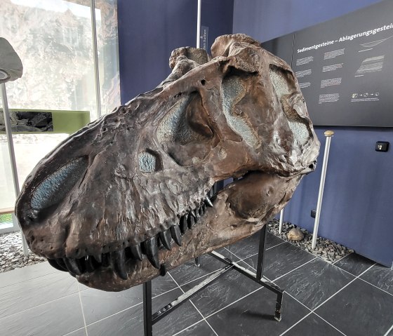 T-Rex-Sch&auml;del, &copy; Tourist-Information Islek