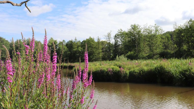 Un étang pittoresque entouré de prairies vertes et de plantes fleuries colorées. Le ciel est clair et la nature semble paisible.