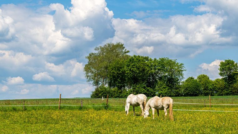 Zwei Pferde fressen grüne Wiesen unter einem hellblauen Himmel mit weißen Wolken. Im Hintergrund sind Bäume zu sehen.