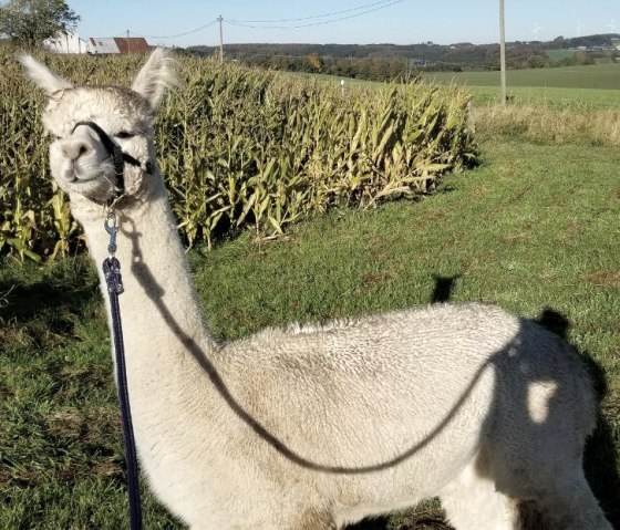 Alpaka Willow, &copy; Jeanette Lux