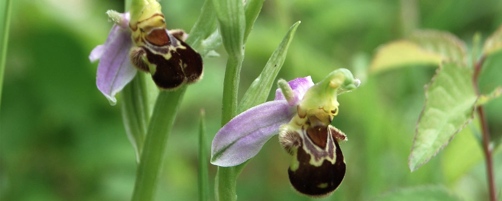 Ophrys apifera, &copy; Peter Wagner
