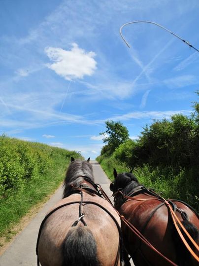 Twee paarden op een pad onder een heldere blauwe hemel. Op de achtergrond zijn groene bomen en struiken te zien.