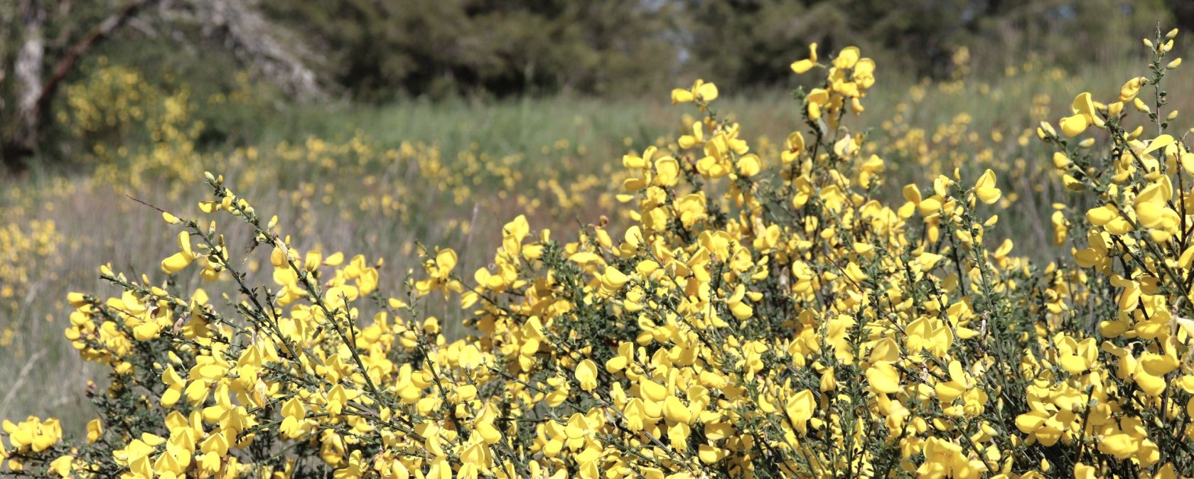 Ginster, &copy; Tourist-Information Islek, Ingrid Wirtzfeld